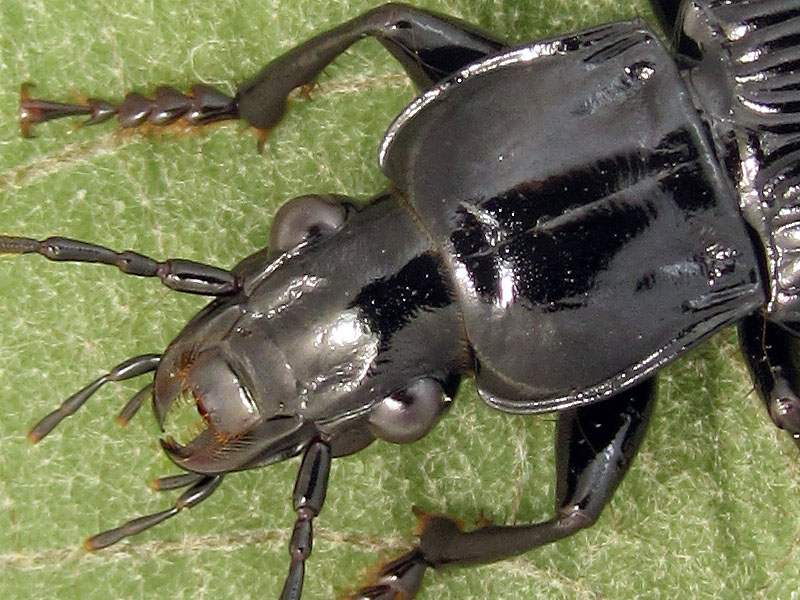 Carabidae: Pterostichus niger?